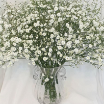 플라워석 파격세일 농장에서 바로 받는 싱싱한 최상급 안개 백합 꽃 안개꽃 핑크백합 화이트백합 선물강추 셀프꽃다발 홈인테리어 꽃선물 꽃꽃이 생화 생화꽃 전국 생화 택배 가능, 시베리아(화이트백합)1단+1단10대