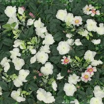 CRC353036로즈 숲인테리어 인조잔디 화이트 조경 벽장식, 상세페이지 참조, 상세페이지 참조