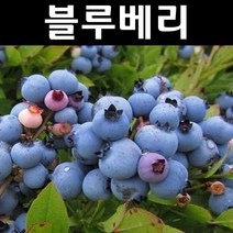 블루베리(블루레이) 삽목4년 결실주(분) 1개/나무 묘목/과실수/유실수