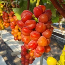 신비로운 핑크빛 마이하트 레드샤인머스켓 1송이 500g내외 700g내외 2~3송이1.5kg내외