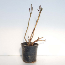 야생 수국 중형 정원 조경 울타리 월동 나무 묘목 화분 키우기