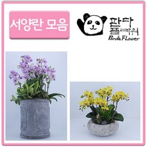 PFA014 은혼식 부모님 어버이날 서 양난 키우기 선물, 선물용 서양란, 14.금방울(PFA043)