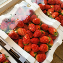 산지직송 첫수확 충남 논산 부여 고당도 설향 생 딸기 중대과 1kg