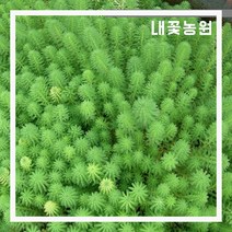 내꽃농원 물채송화(앵무새깃털) 화분
