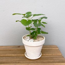 [1+1 SET]허브향 가득한 공기정화식물 키우기쉬운 반려식물 레몬밤 독일 토분, 스팡 화이트(11cm), 스팡 오렌지(11cm), 화분받침(2개)