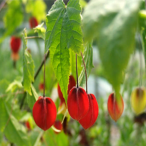 (F소망)아부틸론 화분(소) 2개