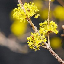 산수유/성목R4CM(개화주분)묘목/b0984