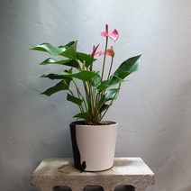 꽃백화점 안스리움 핑크 35~50cm 공기정화식물 179