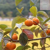 BD 창원단감_10kg CB40 BD, 상세페이지 참조, 단품