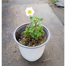 행복한꽃순이//사계바람꽃(15m분)/노지월동/봄꽃, 1개