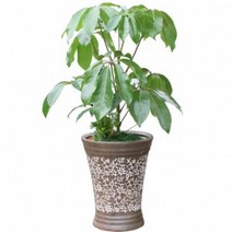 홍콩대엽 대엽홍콩 (3f652)[개업화분/축하/사무실이전]