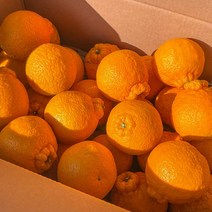 세상모든농부 고당도 제주 노지 한라봉 제주도 만감류 가정용, 노지 한라봉 5kg 소과
