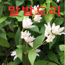 (성실GS)말발도리(포트)모종 3개