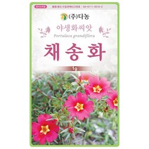 꽃향유 2000립 - 야생화 씨앗 꽃씨 씨 꽃씨앗 꽃향유씨앗 꽃향유씨 다년생꽃씨 여러해살이 야생화씨 야생화씨앗 꽃 해주향유 붉은향유, 35_다농_채송화(1g)