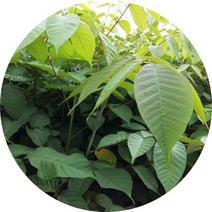 옻나무 묘목 약용수, 3년5주