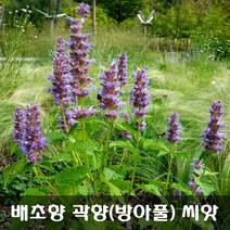 [해피플라워] 배초향 방아풀 곽향 씨앗 1g(약 3000립) / 봄 파종 꽃씨