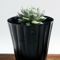 다육식물 자라고사 - 키울수록매력있는 반려식물 다육