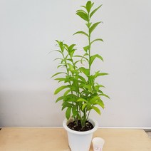 [용이네 화원] 모기들이 싫어하는 향이 나는 야래향 119 화원 농원, 1개