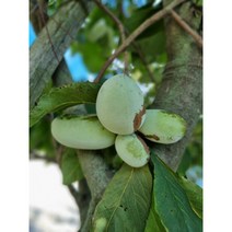 포포나무 묘목 대과종 접목 포트묘 유실수, 접목1년포트(대묘)