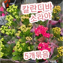 칼란디바-소라야-5개묶음/카랑코에 칼란디바와 달리 고급스런 연한색상으로