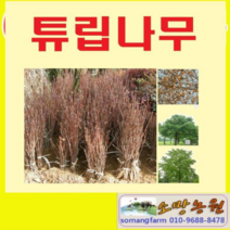 (G소망)튜립나무(목백합) 묘목 실생1년 10그루, 10개