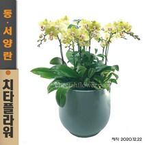 치타플라워 서양난 미니 호접 승진 개업 이사 축하 화분 [CT07sn-01] 전국 당일 꽃 배달 서양란 배송