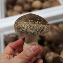 dbfresh 송화고버섯 500g 생산자 당일수확 농장직송, 1개, 04.송화고버섯 [실속형] 500g