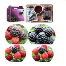 복분자 진액즙 2박스( 45팩x2)115ml/복분자 액기스 진액 남녀 누구나 섭취, (1형)복분자즙 45팩x2)