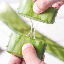 푸드앳홈 껍질째 먹는 유기농 알로에 생잎 3kg 사포나리아, 1box