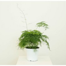 아스파라거스 나누스 소/중_키우기쉬운식물 인테리어식물 실내공기정화식물 감성식물, 아스파라거스 나누스 기본포트 / 소