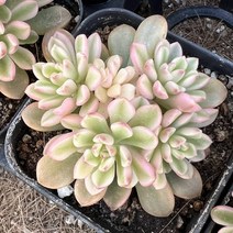 [올식스] 조이스툴루크금 다육식물 플랜테리어 반려식물 공기정화식물 개업화분