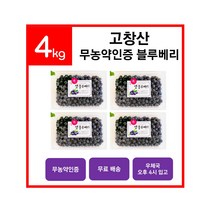 딜라잇가든 유기가공식품 인증 블루베리 (냉동), 500g, 1개