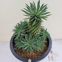 [메카다육]37-0916 괴마옥(자연군생 뿌리튼실) 화분포함 다육식물 선인장 다육금 다육철화 두들레야 아프리카식물 코노피튬 하월시아 수입다육이 국민이