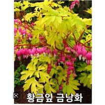 [명일원] 황금잎 금낭화1주(뿌리), 1개