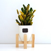 아침향기 실내공기정화식물 세라믹 원형화분 화이트, 1개, (세라믹화분) 바나나크로톤