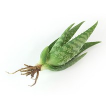 지투지샵 알로에 사포나리아 모종 3개, 단품