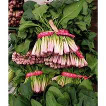 포항초 남해 시금치 노지 포항 시금치, 포항초-2kg