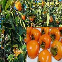 하동 악양 대봉감 10kg 15kg 자연 후숙 산지직송 감말랭이, 대봉감 15kg 54-58과 내외