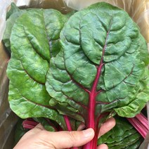 적근대 500g, 1개