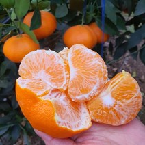 RA 라봉이 제주 최상급 백화점 선물용 한라봉 레드향 당도선별 직배송(설연휴배송 마감), 한라봉 5kg
