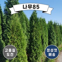 (나무85) 서양측백(미측백) 묘목, 2. 서양측백(미측백) 키 1.2m