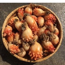 활 멍게 2kg 바다의 꽃 해산물 수산물 해물탕 해물찜 조개구이 흠스, 2개, 4kg