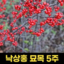 낙상홍 묘목 80cm 5주 원예 조경 관상수 묘목