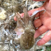 국내산 금테 쭈꾸미 태안 신진도 자연산 제철 봄 주꾸미 1KG 암수 랜덤 급냉, 서해안 쭈꾸미 1KG(7-13미 내외)