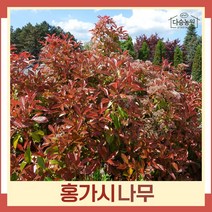 홍가시나무 묘목 키1m 1개