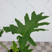 도희씨네 정원>> 시원시원한 트로피컬 호프셀렘 110, 1개” class=”wr-img”></a></div></p></div></p></div></p></div><div class=