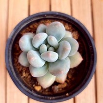 후레뉴 키우기 쉬운 다육식물1-30 랜덤발송, 상세페이지 참조