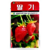 딸기씨앗 100알 딸기 씨앗 종자