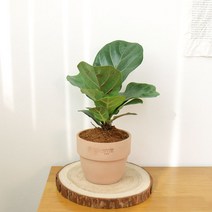 갑조네 떡갈나무 미세먼지 공기정화식물 인테리어화분 고무나무 떡갈고무나무, 떡갈나무(소품), 1개