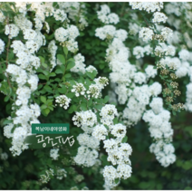 공조팝/대품 [1포트] (복남이네야생화 꽃나무 조팝나무 spiraea)